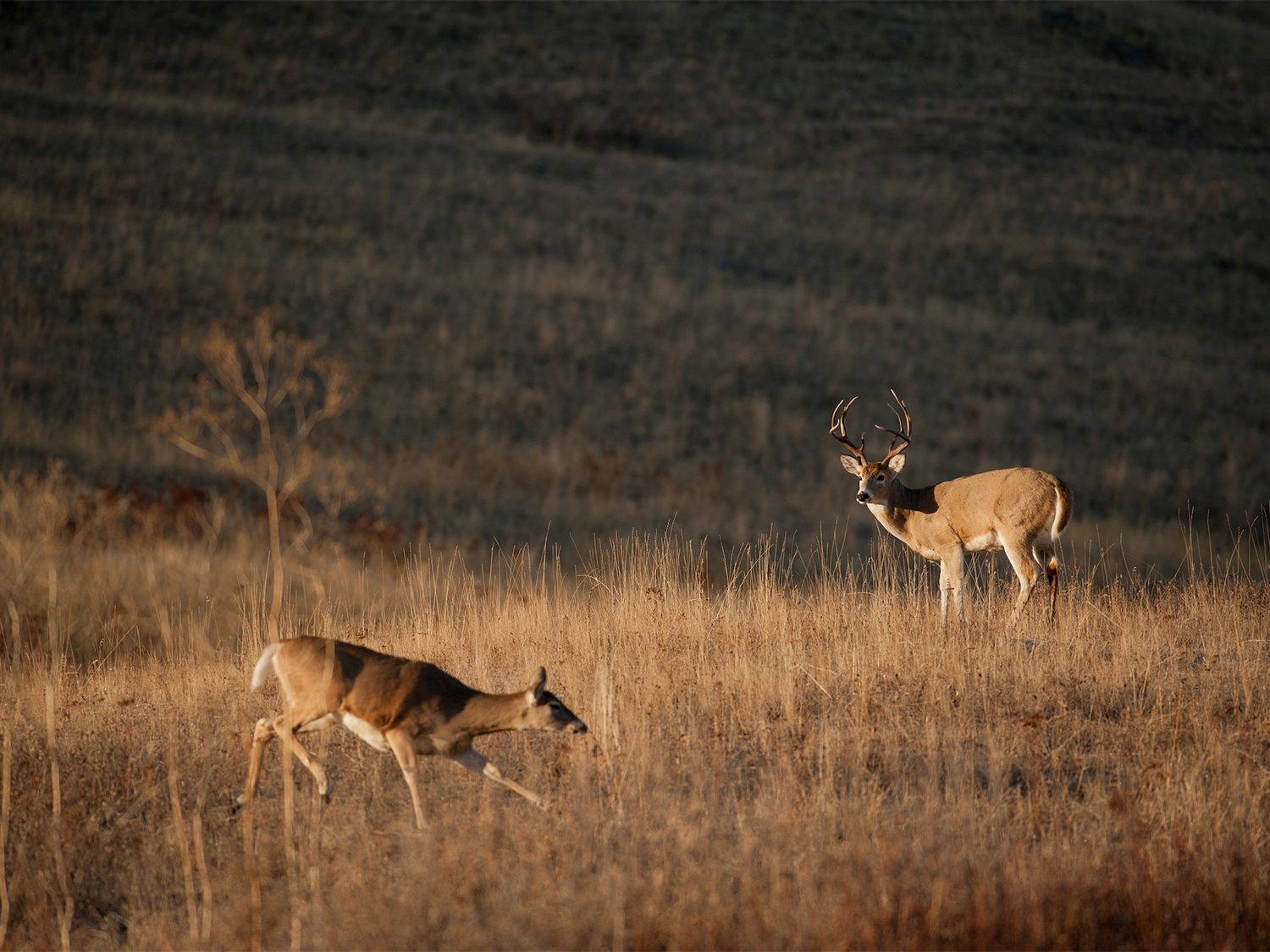 Two whitetail deer circling each other during the rut in an open field.