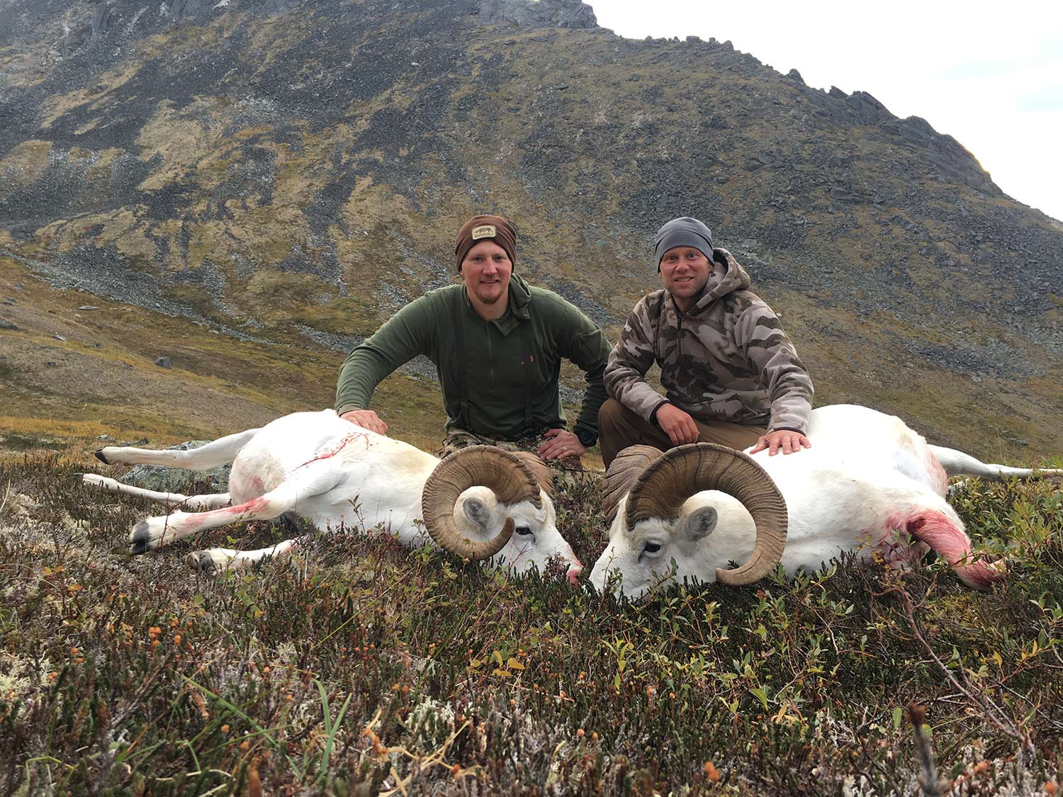 Two hunters kneeling behind two white dall sheep.