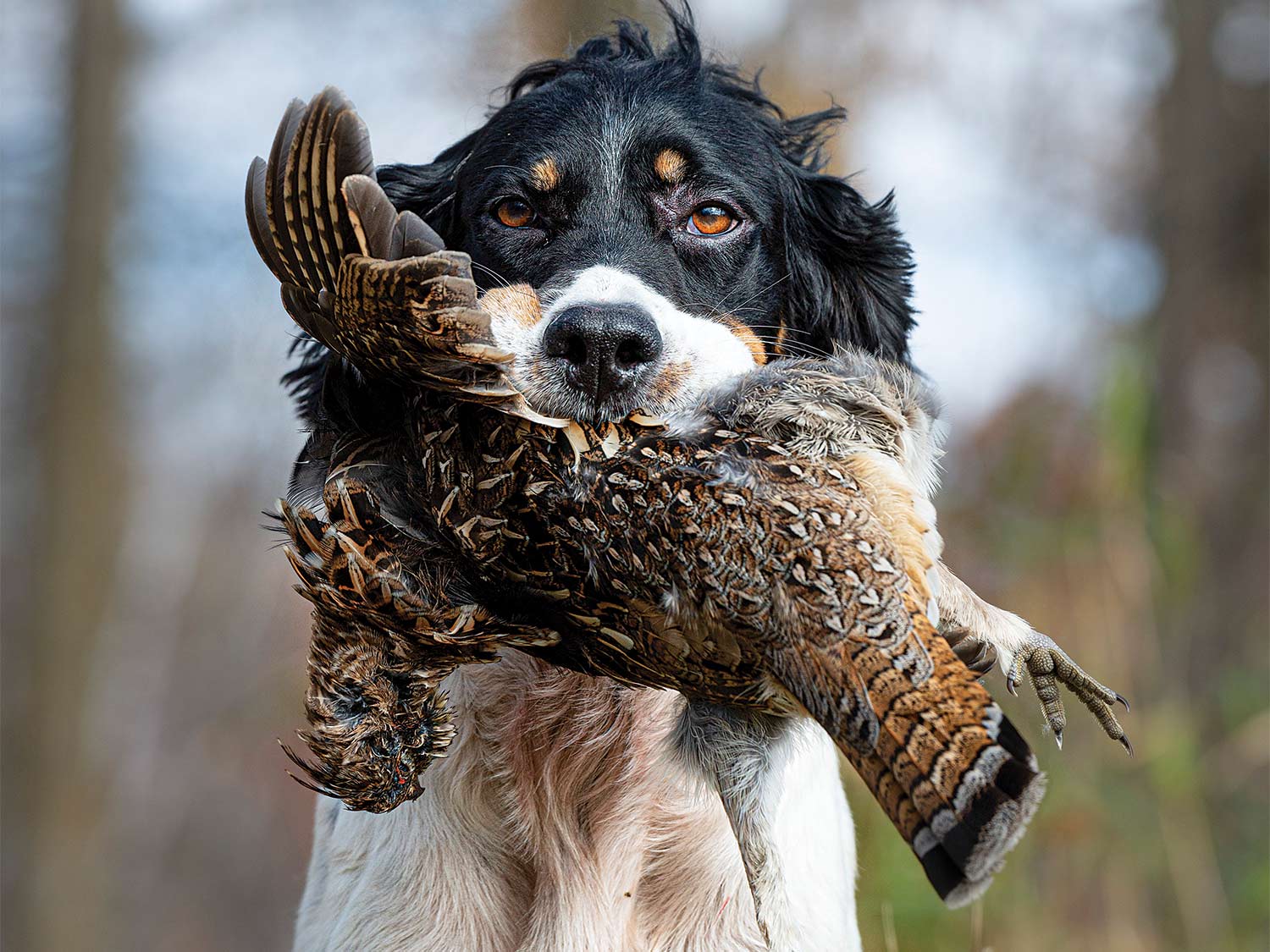 A hunting dog holding a ruffed grouse.