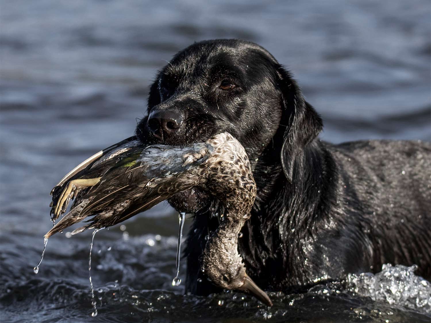 A black labrador retriever with a duck in its mouth.