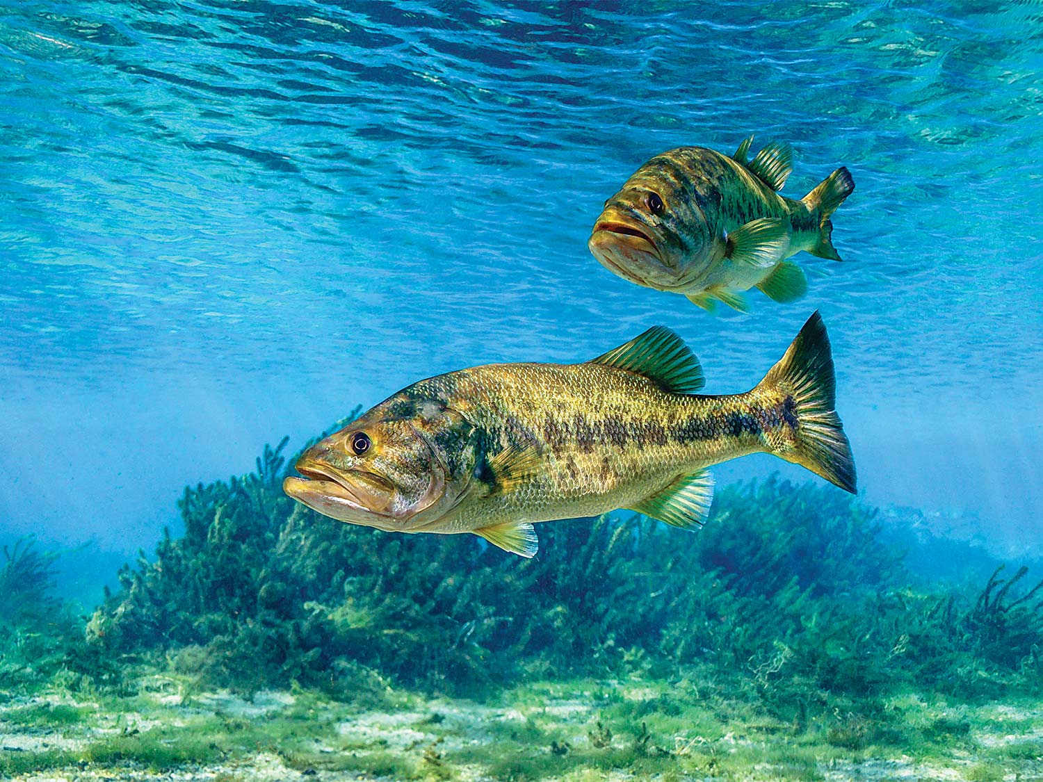 Two largemouth bass in clear blue water.