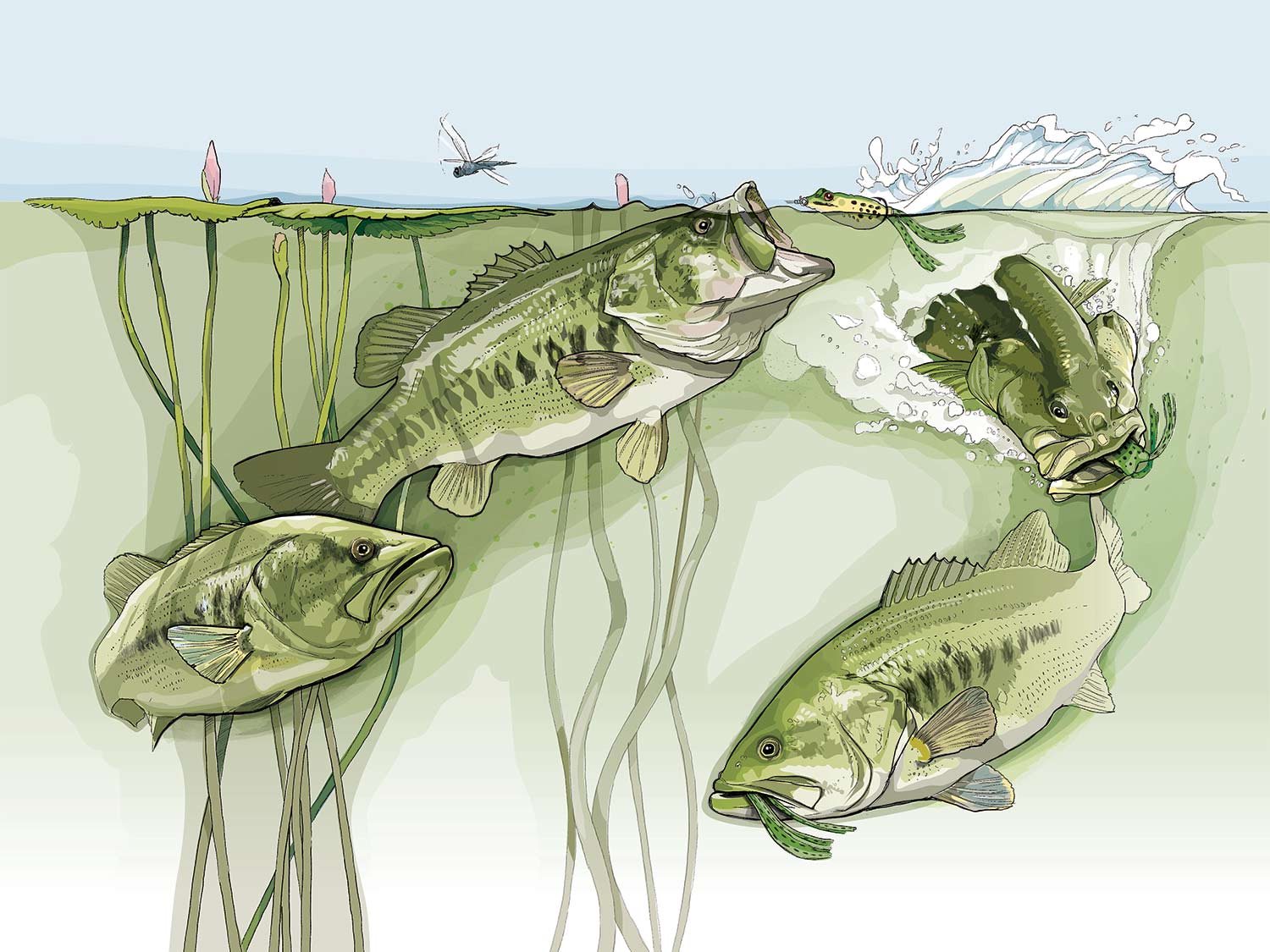 Illustration of three largemouth bass striking at a frog topwater lure.
