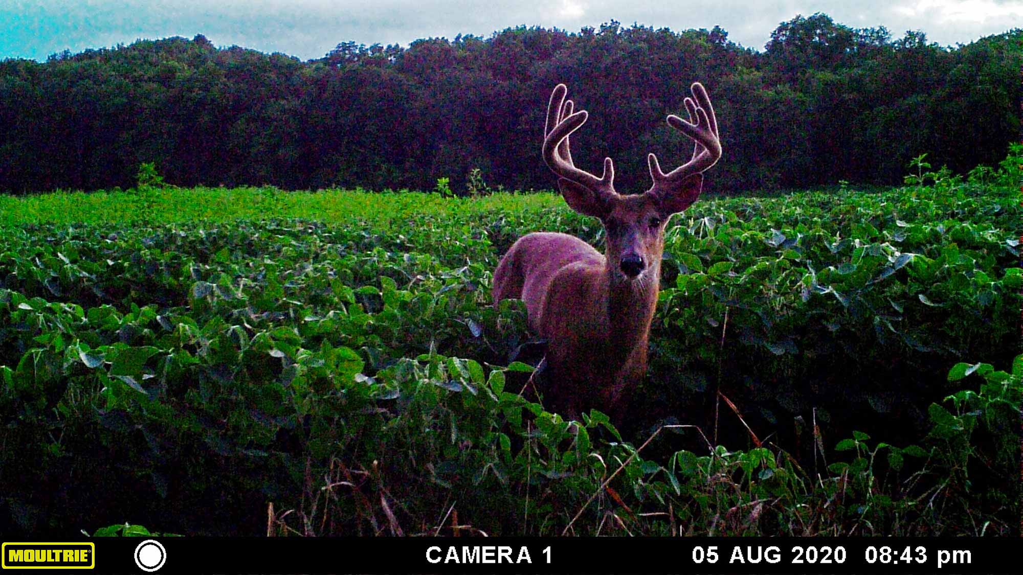 A shooter buck feeding in a Wisconsin bean field.