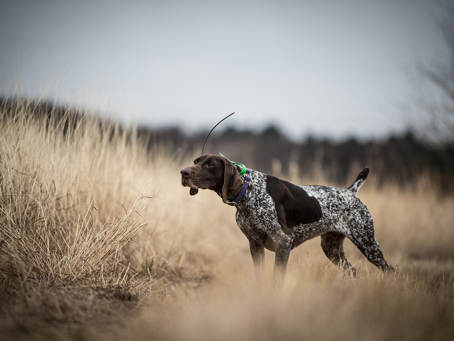 A german shorthaired pointer in an open field.