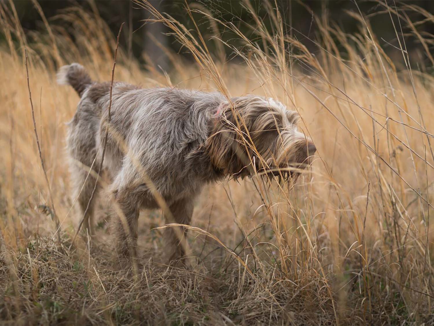 A solo hunting dog in a field of tall grass.
