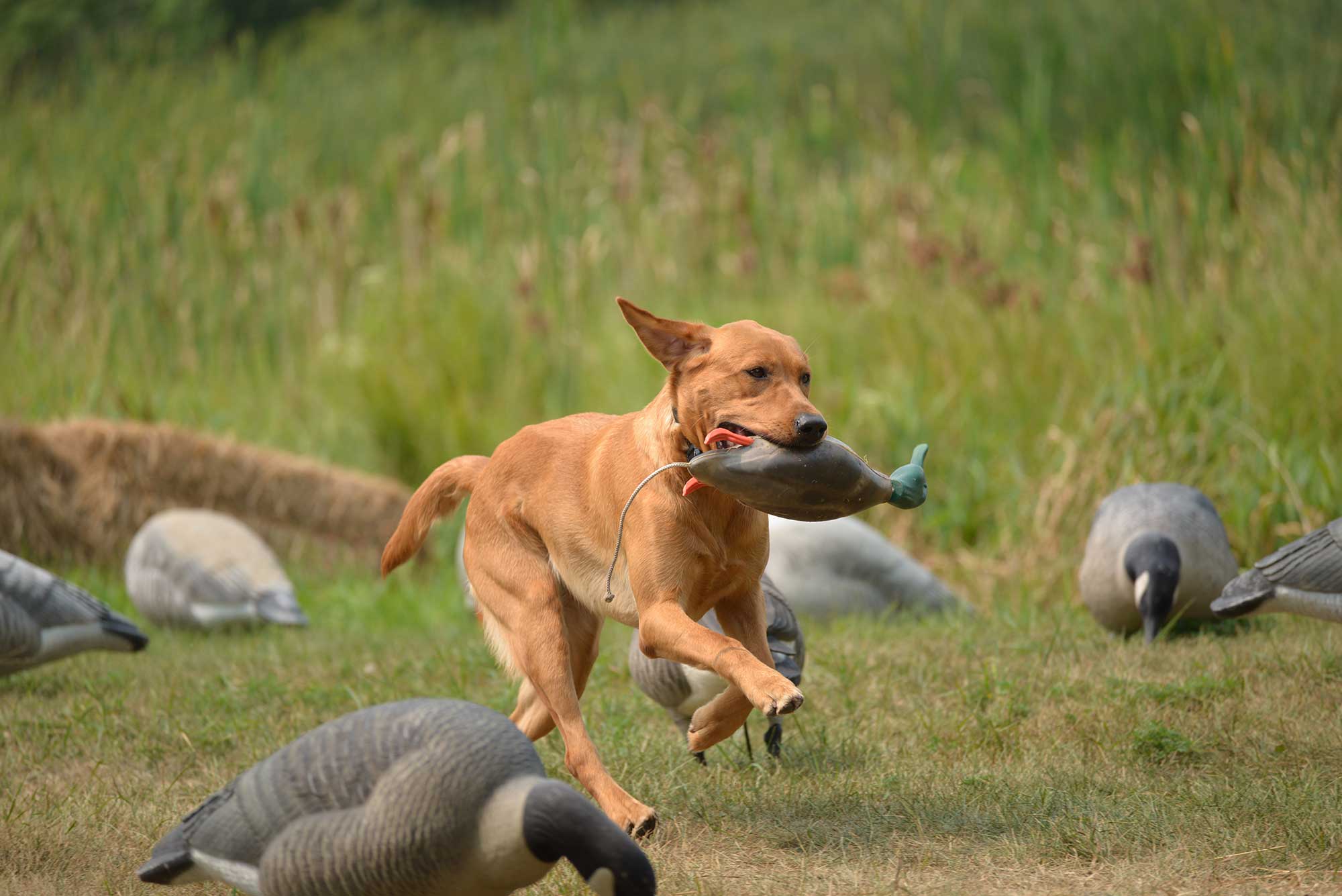 Labrador puppy running with duck in his mouth