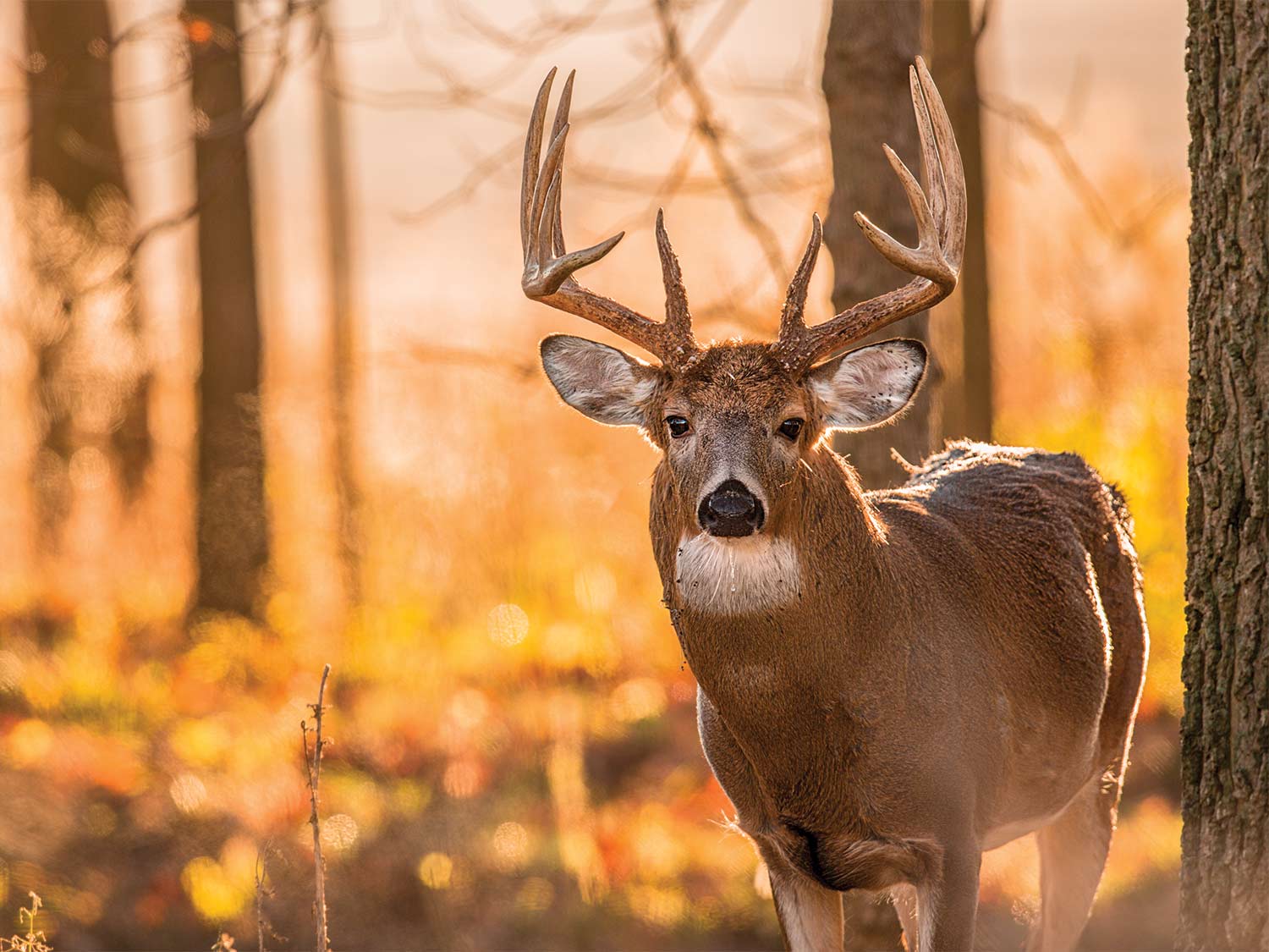 A whitetail deer stands in a large open woods with the sun setting in the evening.