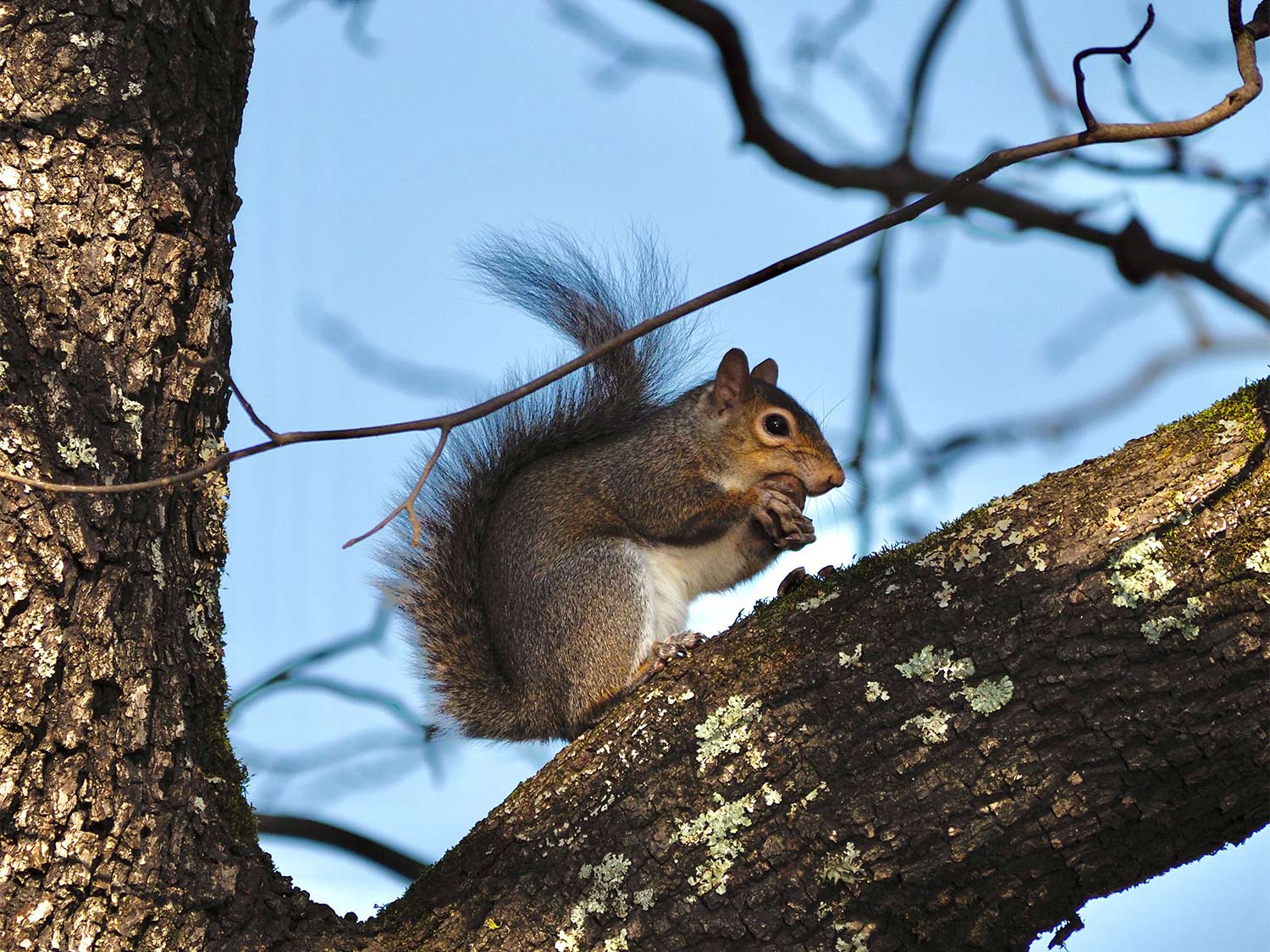 A small squirrel sits in a tree limb and nibbles on foods.