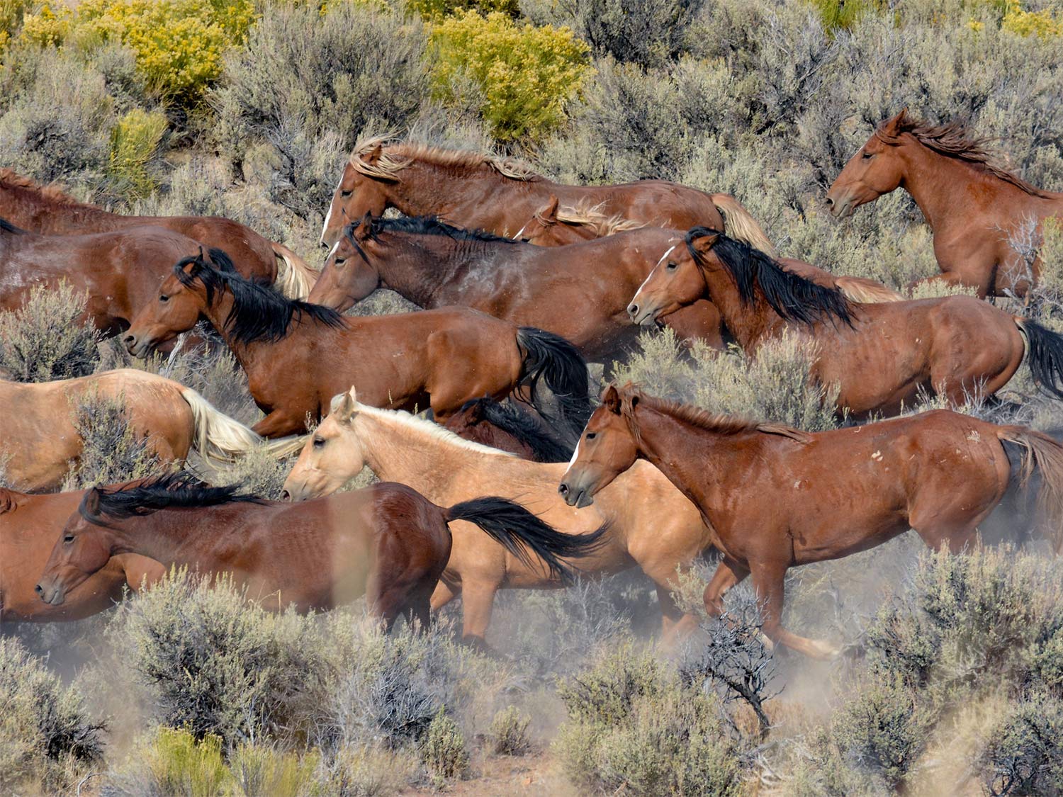 A herd of wild horses stampede across the open brush and plains.