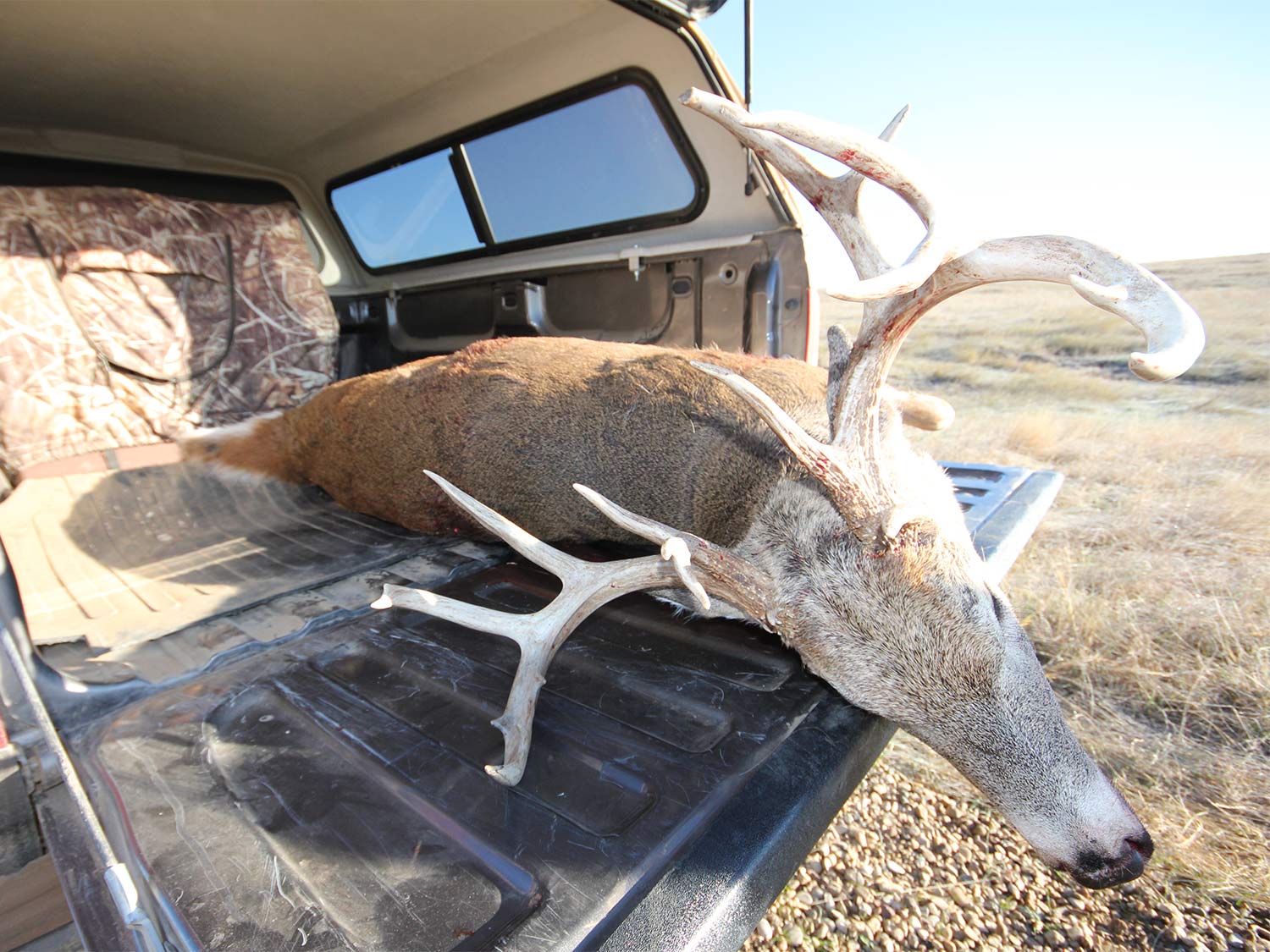 A dead whitetail deer lays in the bed of a hunting truck after a successful hunt.