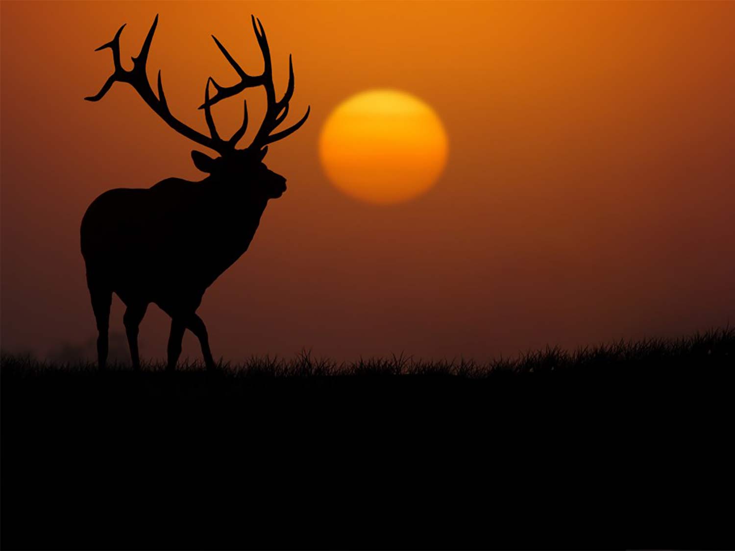 A silhouette of a large elk against a deep sunset with the sun on the horizon.