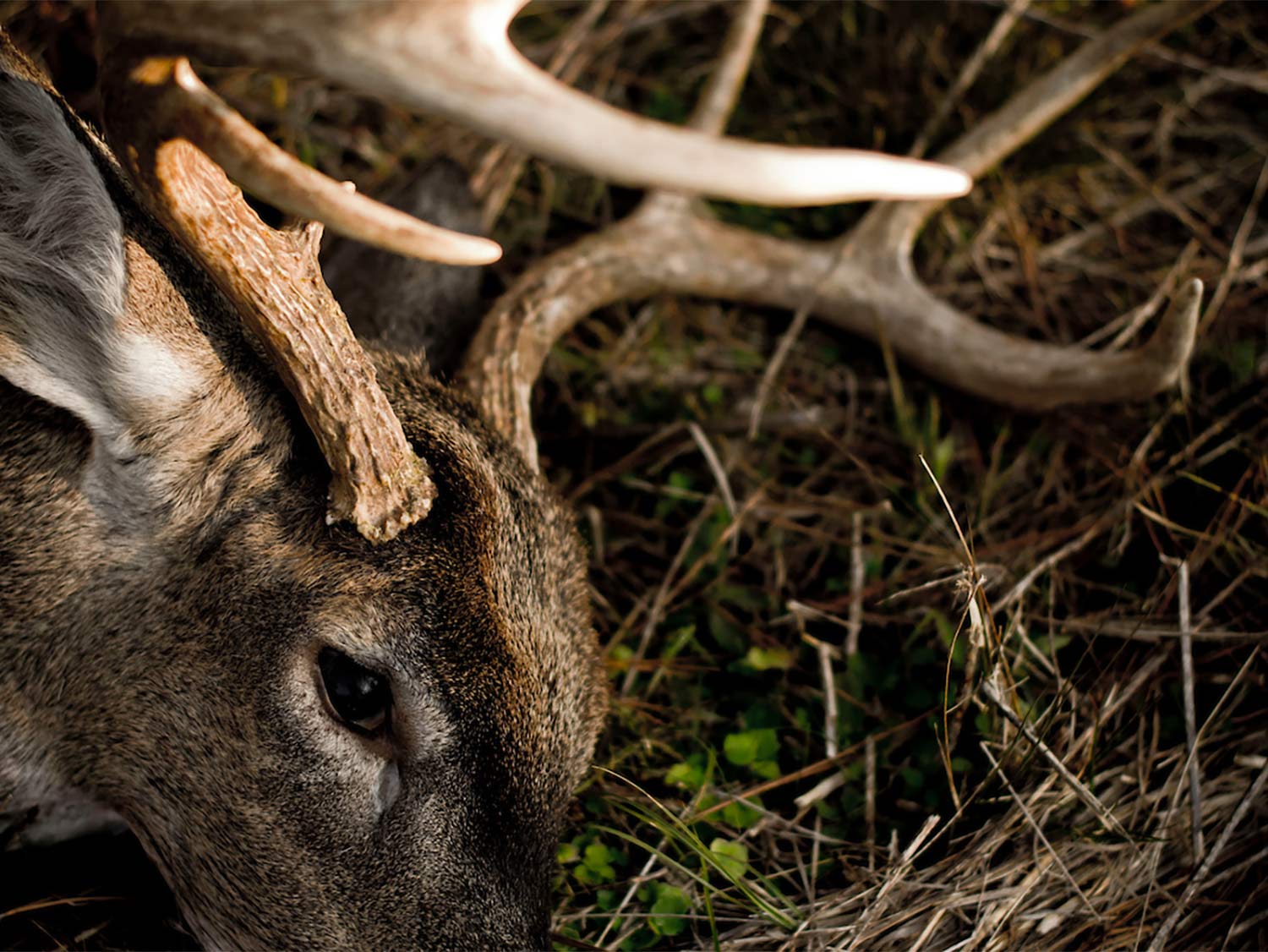 Close up details of a whitetail deer head and antlers with it lying in the dirt.