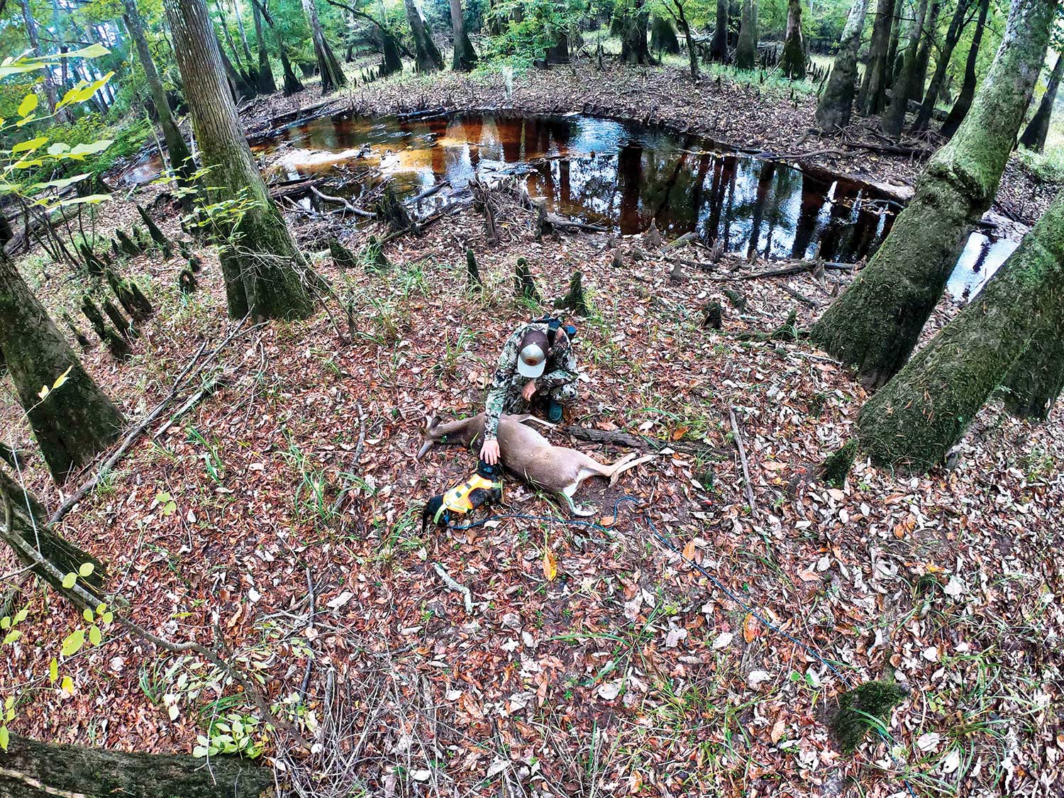 A hunter kneels over a doe in the woods while petting his blood trail hunting dog for a job well done.
