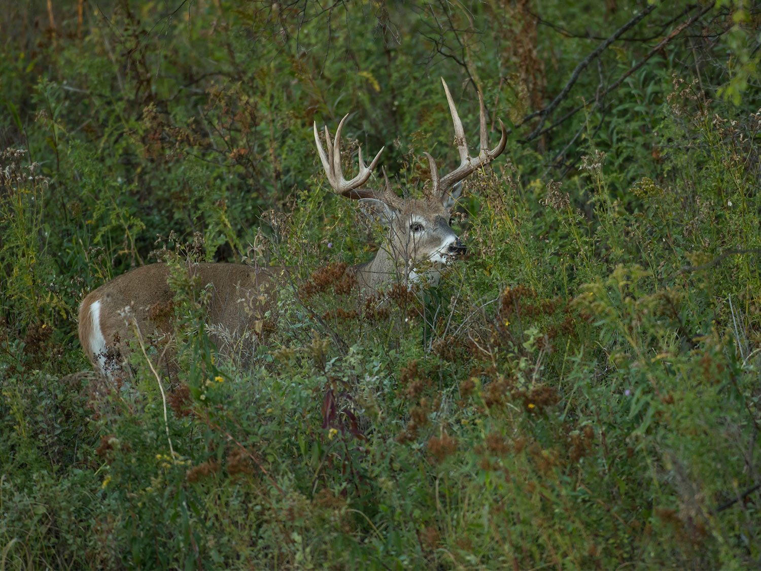 Forget What You Thought You Knew About Hunting Mature Whitetail Bucks (and Start Having More Success)