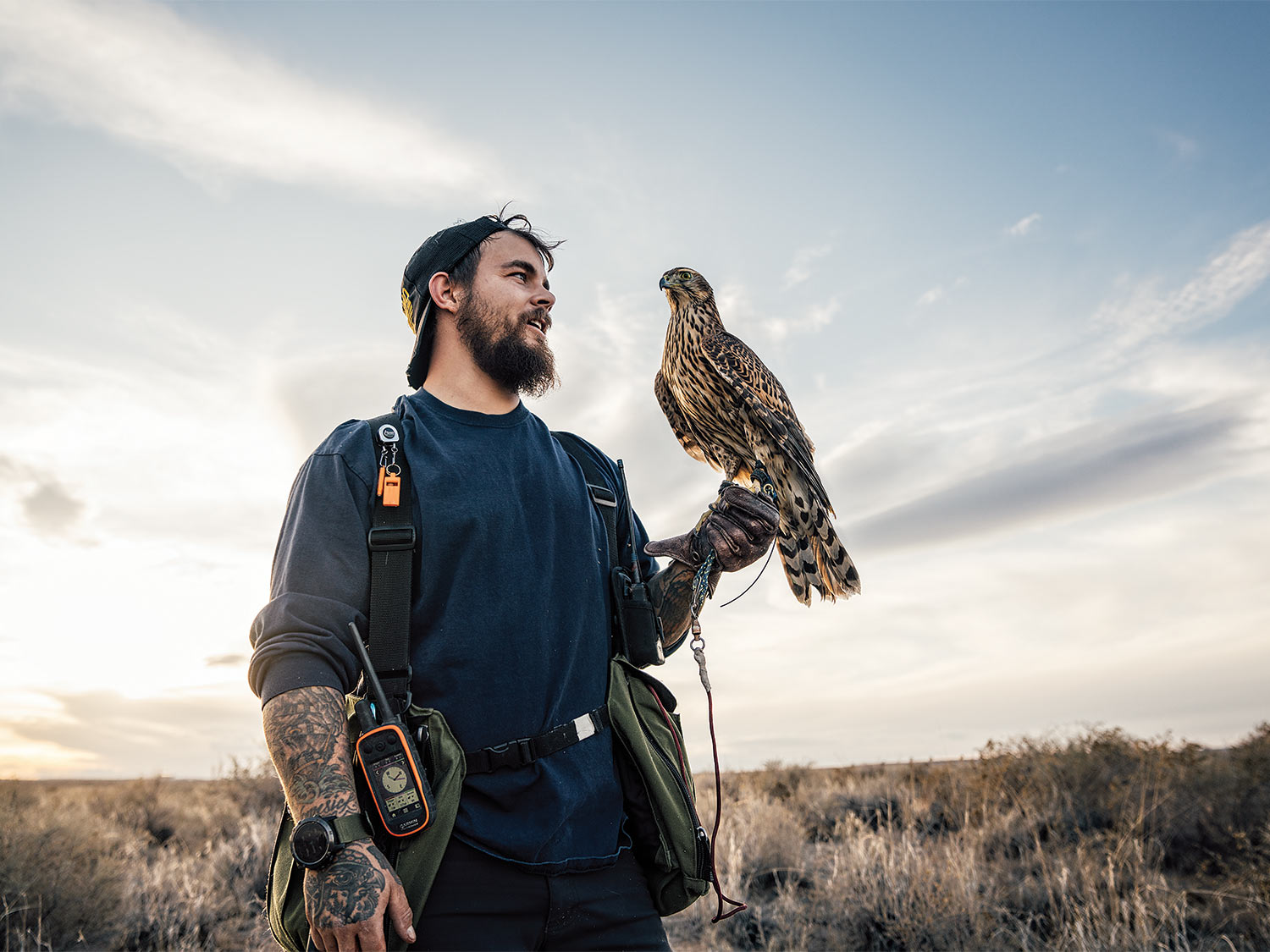 A man holds a hunting hawk on his hand.