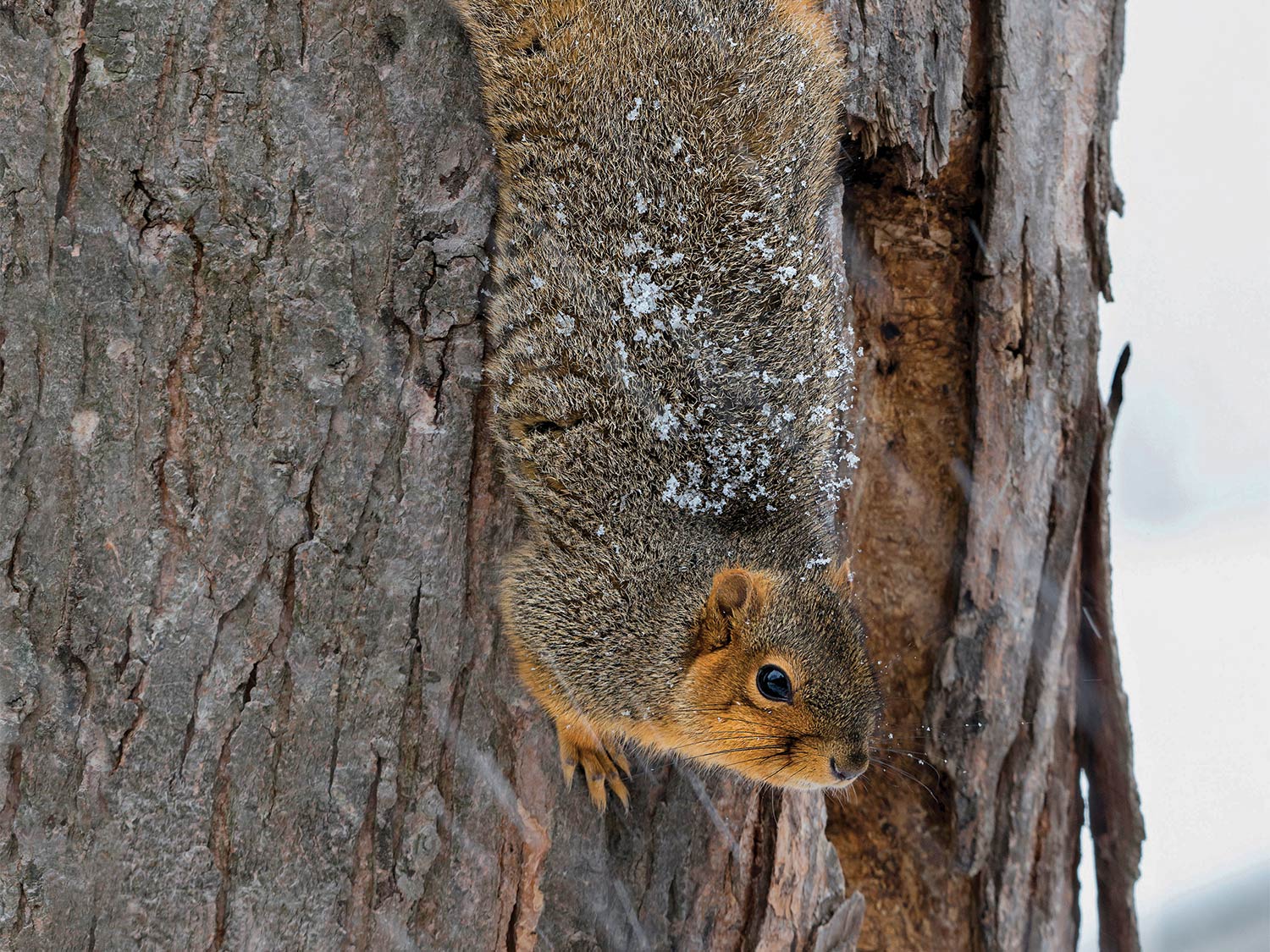 A squirrel climbs down the side of a tree in the snow.