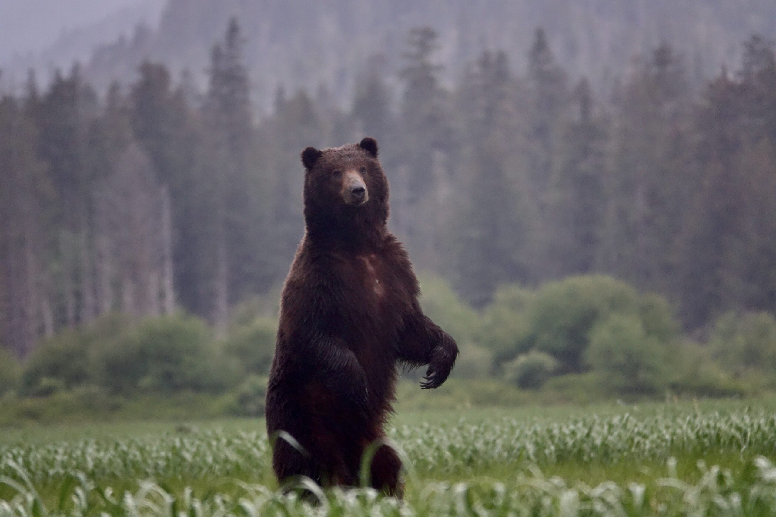 An Alaskan brown bear stands on his hind legs in an open grassy field near a forest.