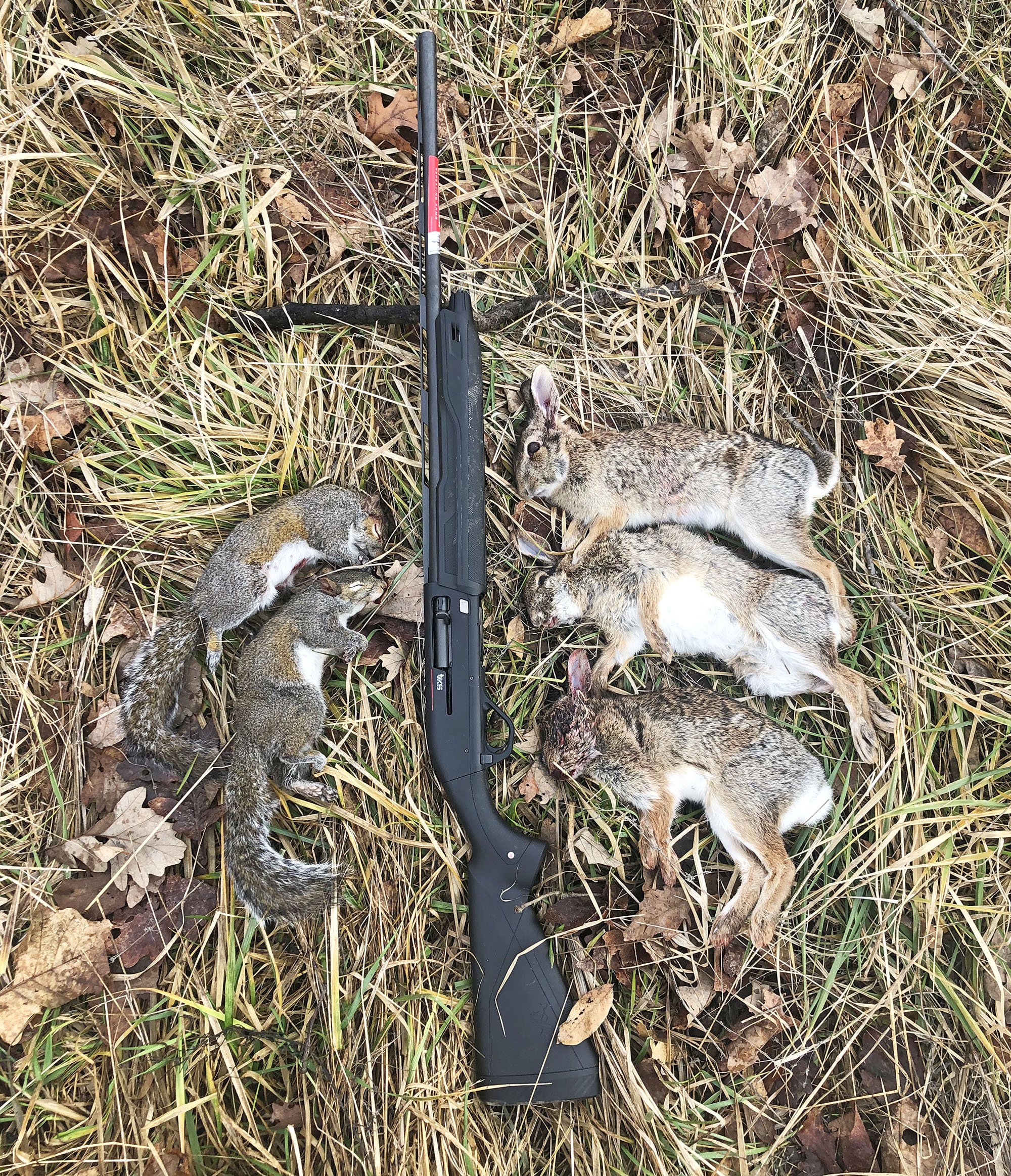 squirrel hunting shotgun