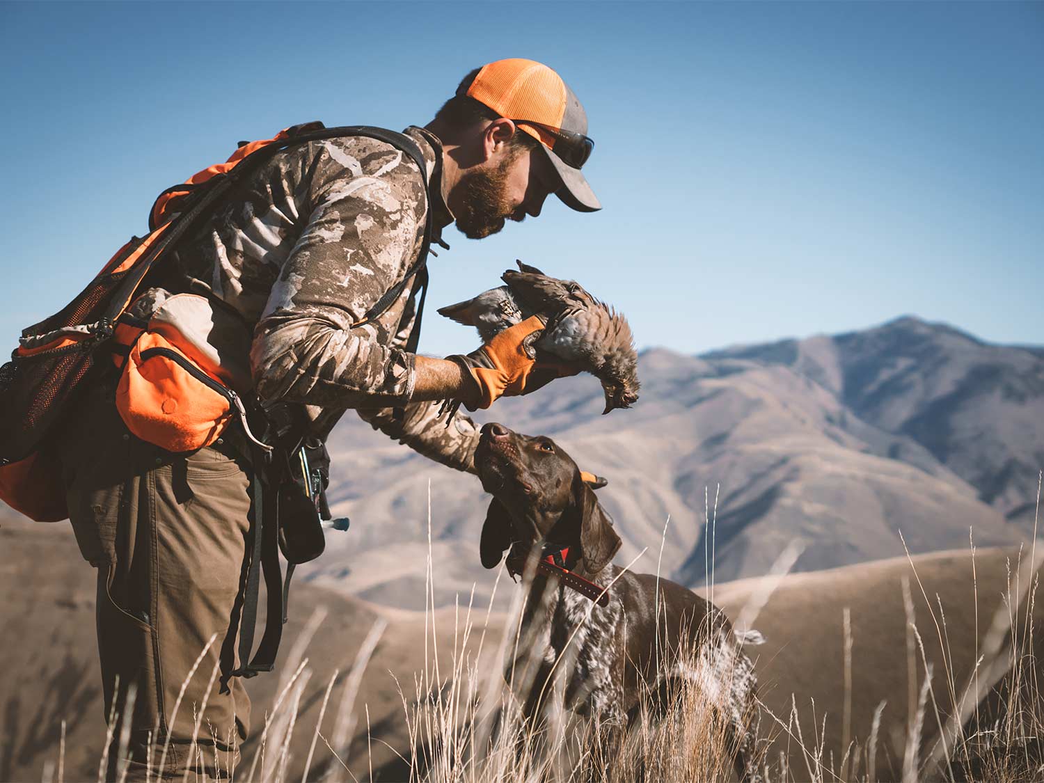 A hunter holds a bird in hand while letting the hunting dog sniff and catch the scent.