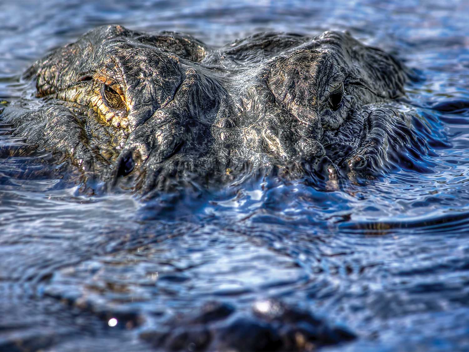 Close up detail of an alligator face breaking the surface of the water.