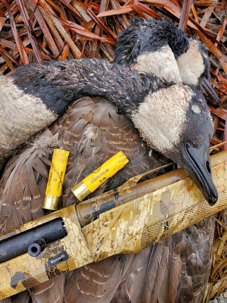 Two muddy Canada geese with 20 gauge hulls and a camo Benelli shotgun
