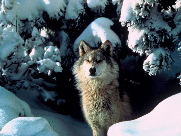 Colorado gray wolf in the snow.