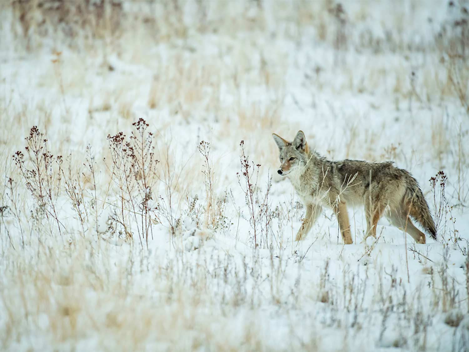 A coyote walks through a snowy field.