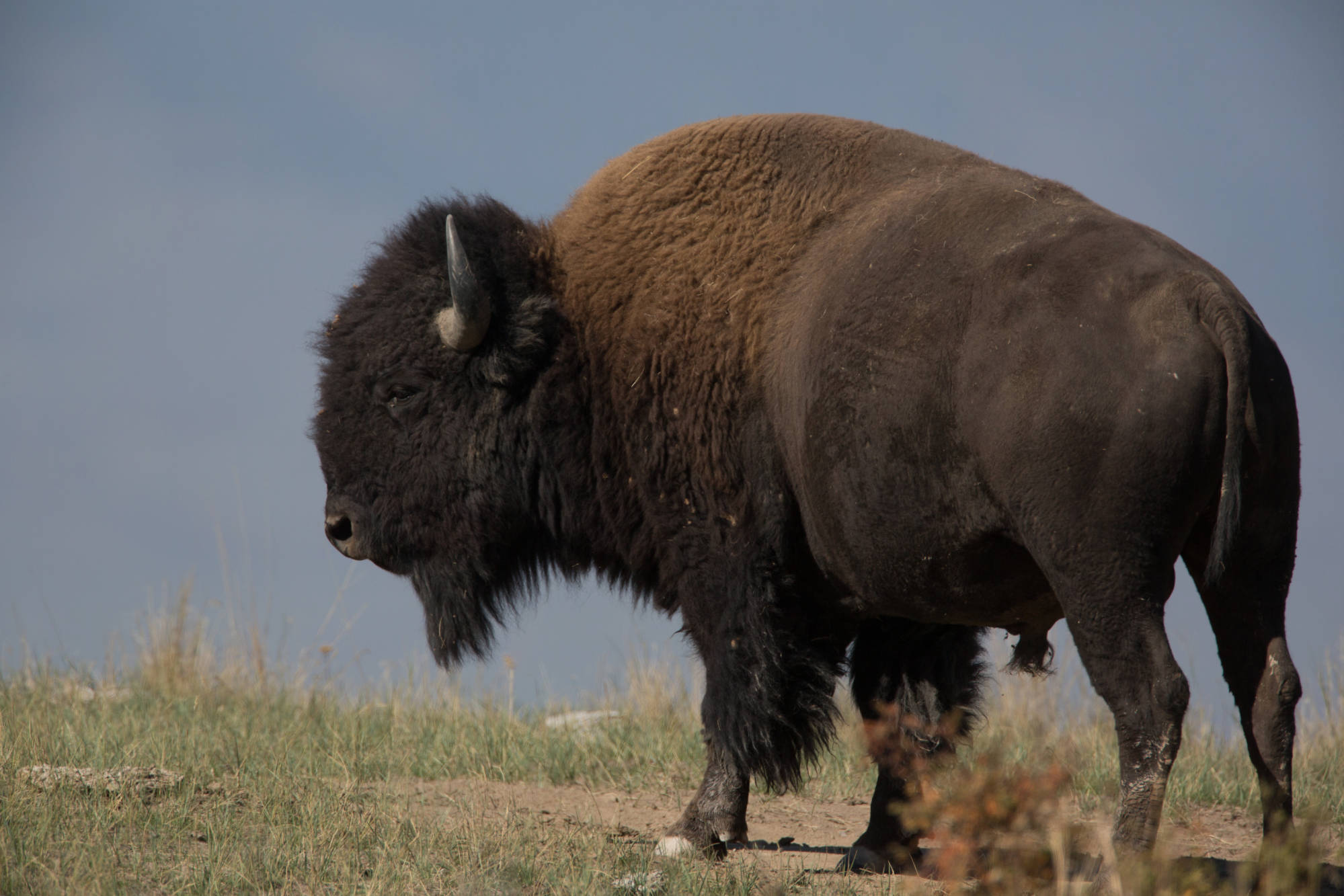National Parks Service Increasingly Calls on Hunters to Help Cull Non-Native Bison, Mountain Goats