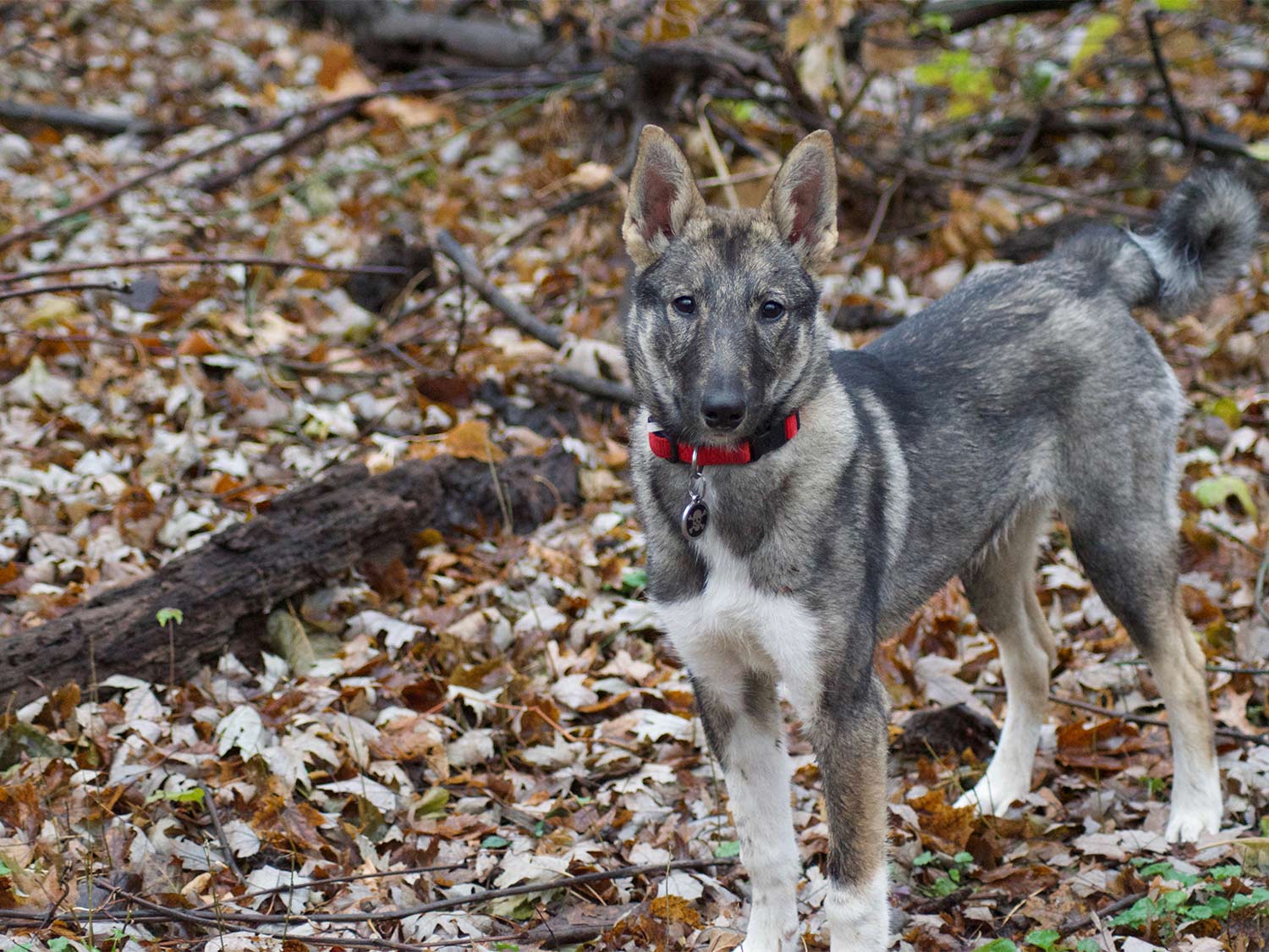 A Laika hunting puppy walking through the woods.