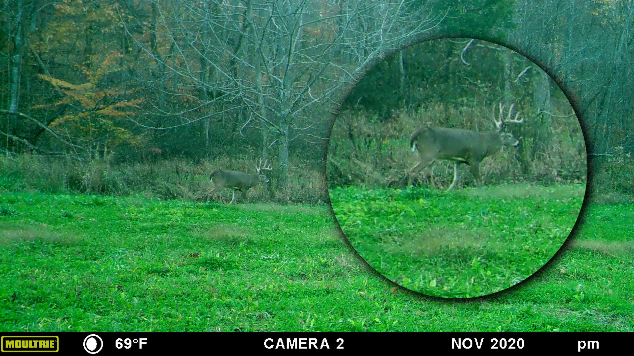 A trail camera photo of a whitetail buck with an inset circular image of the buck at a larger size.