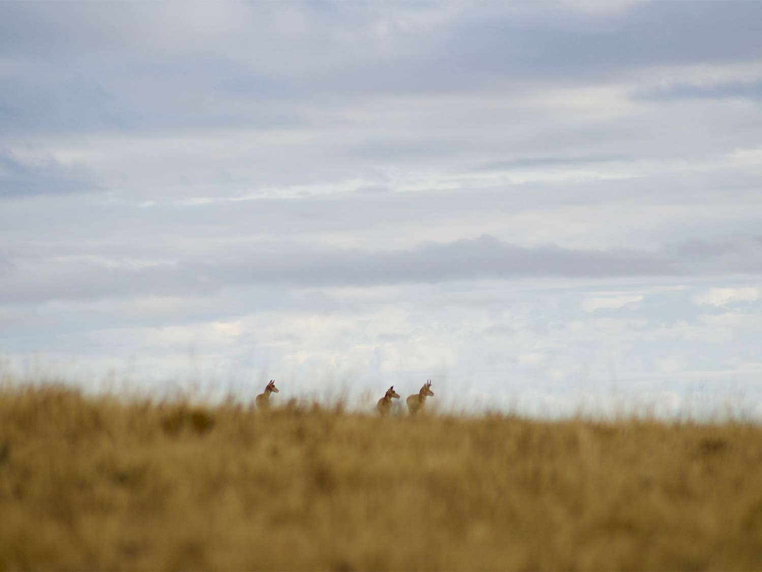 A group of hunters walking through an open field of tall grass.