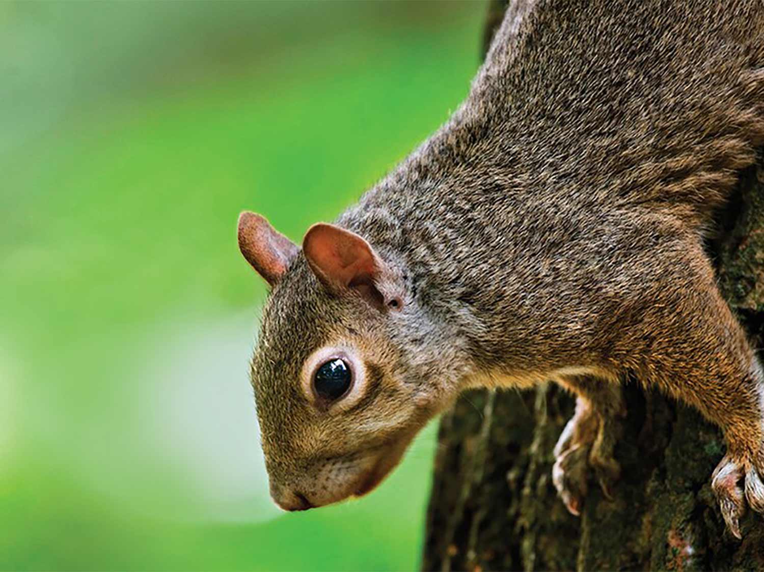 A close up image of a squirrel on the truck of a tree.
