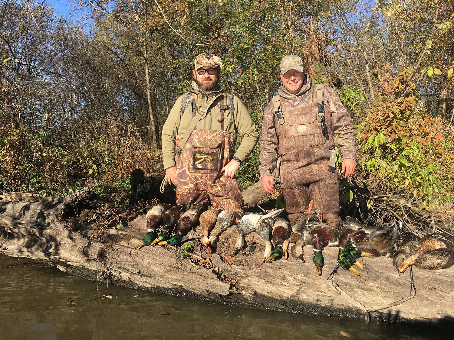 Two hunters by a small creek, showing off their limits of ducks.