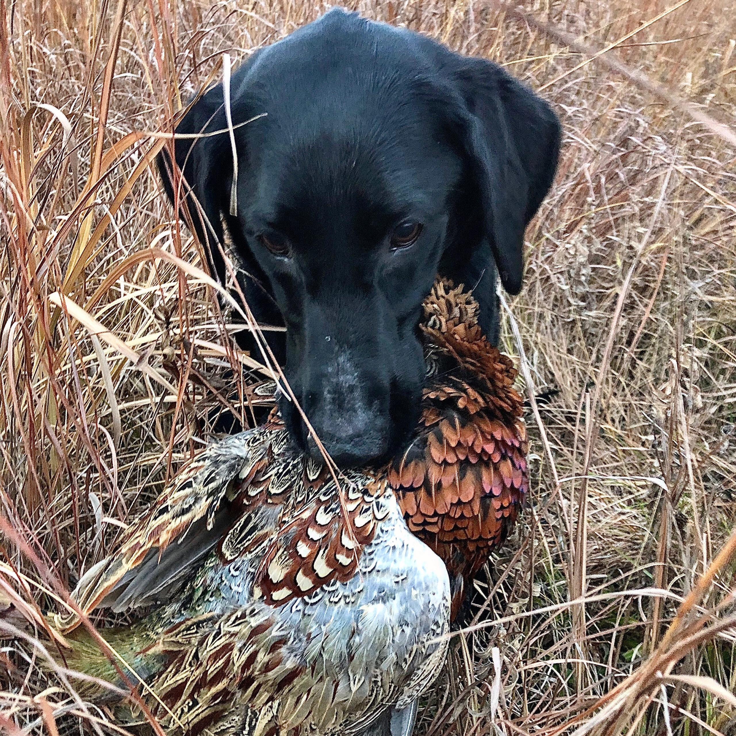 The author's dog Otis with a hard-earned Minnesota rooster.