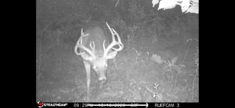 A trail camera photo of a whitetail buck caught on camera.