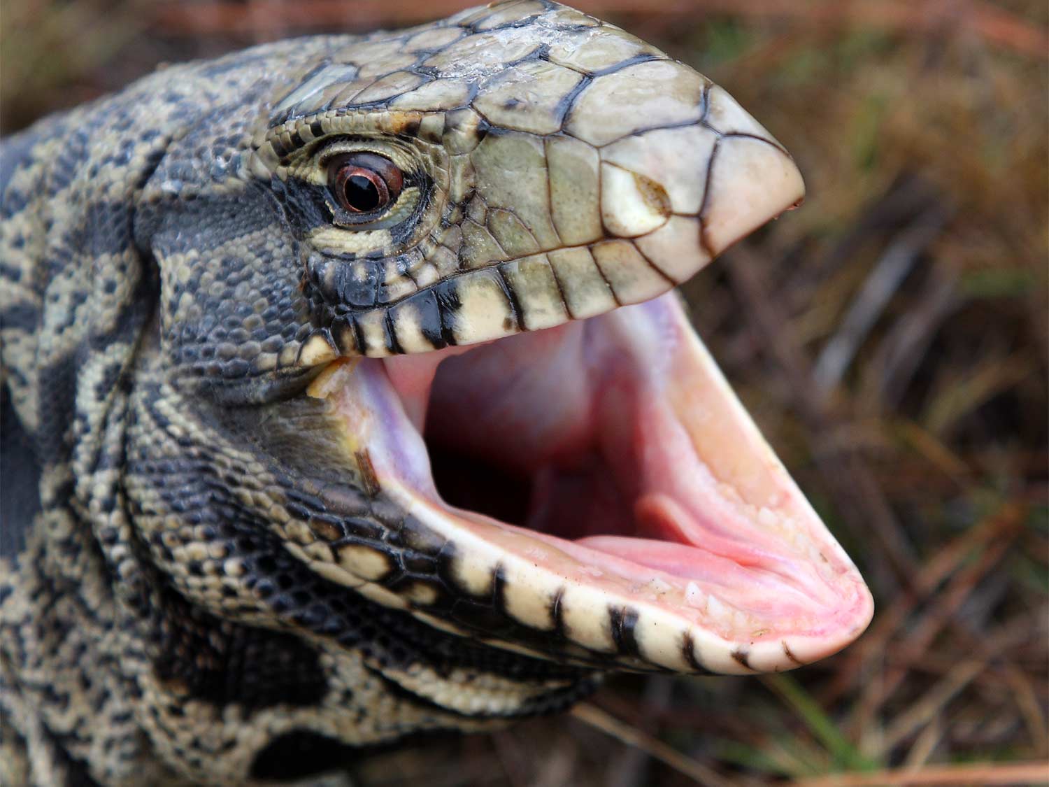 An Argentine tegu with its mouth open.