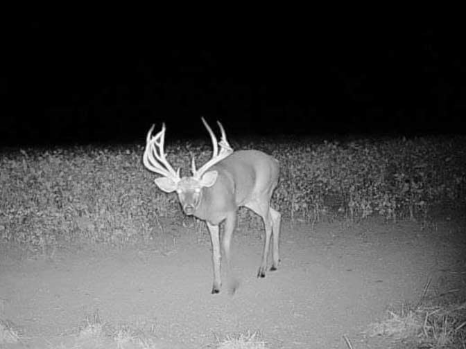 A trail camera photo of a buck at night.