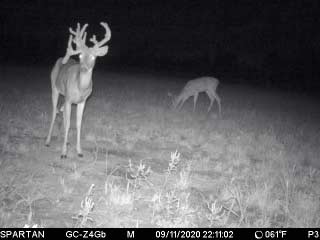 a black and white trail cam photo of deer at night.