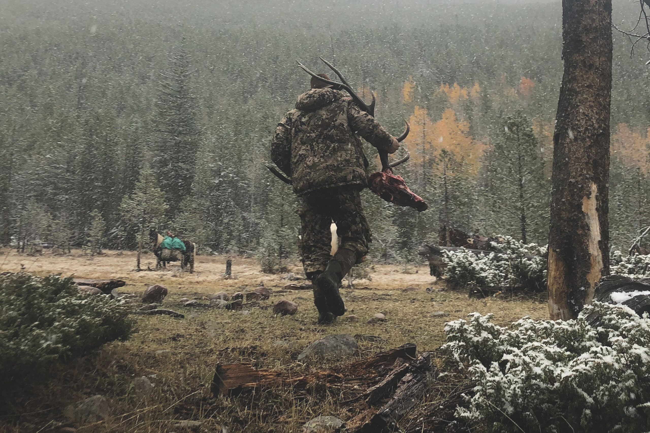 A mountain hunter carries a fresh bull elk skull into a snowy clearing.