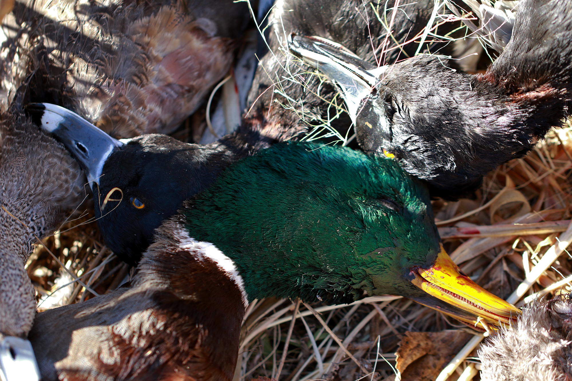 Complete Guide to Waterfowl Hunting in North Dakota - Wildfowl