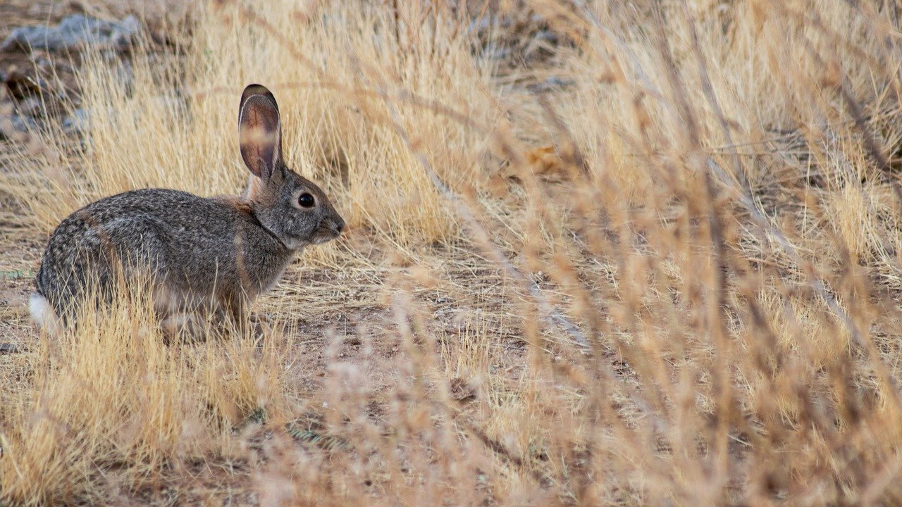 Rabbit Hemorrhagic Disease Virus Type 2
is deadly to wild rabbits.