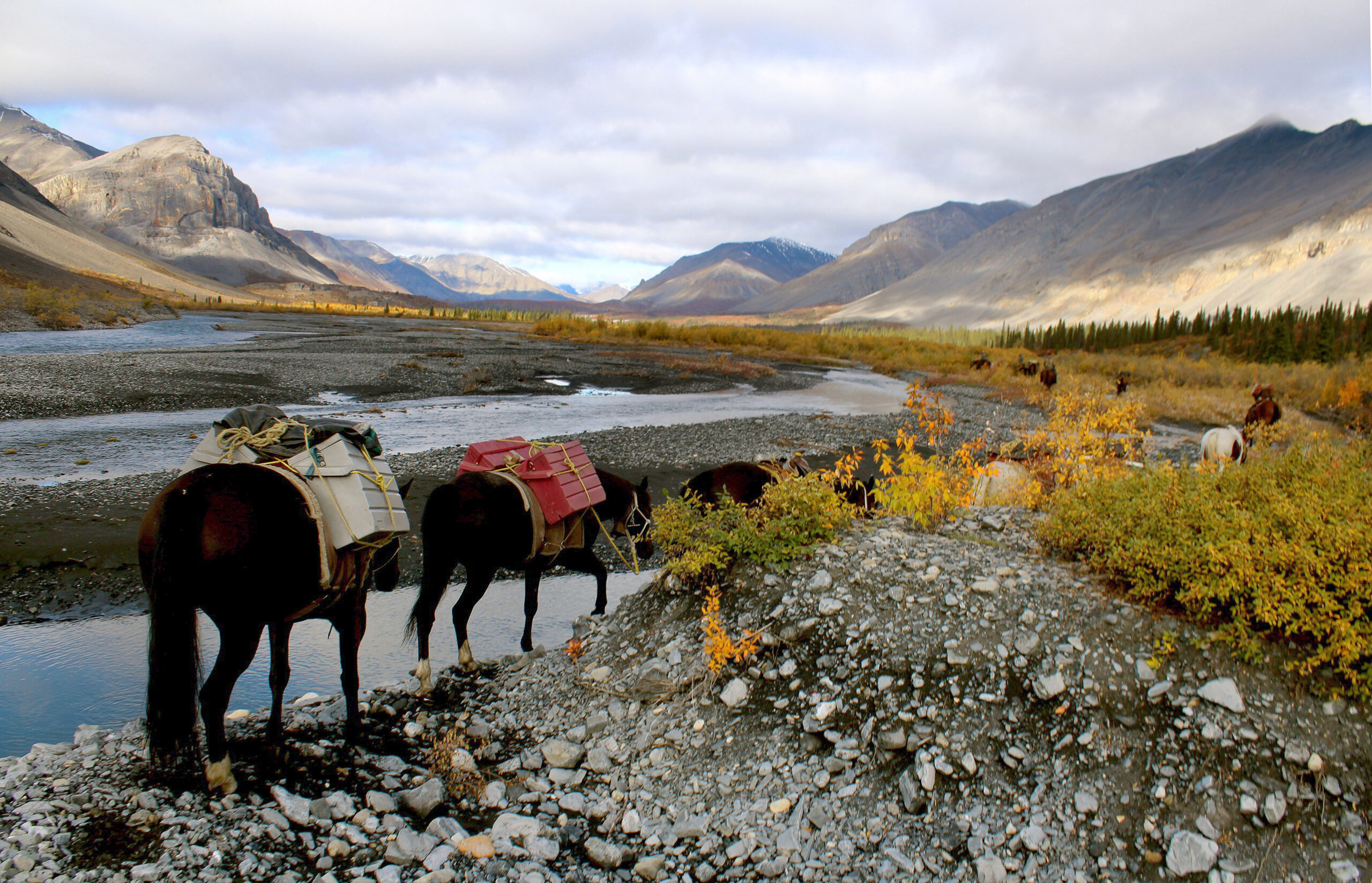 A train of pack horses, loaded with gear, walk along a mountain river valley in British Columbia.