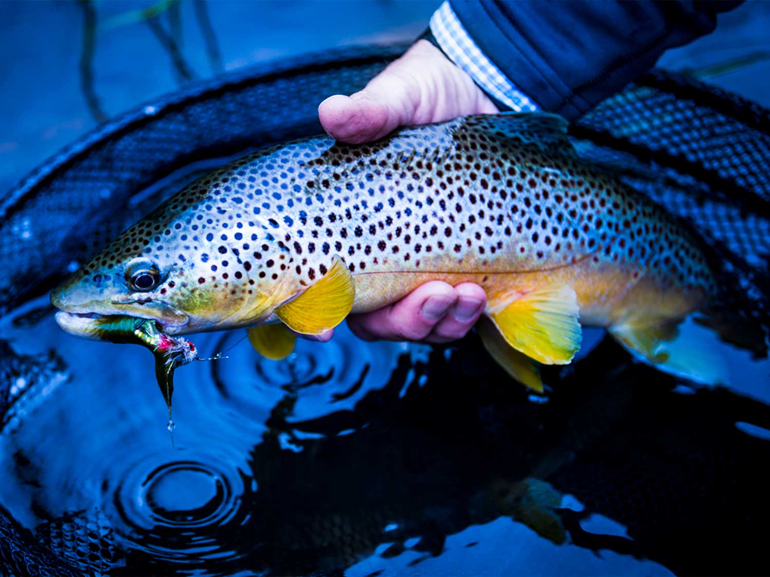An angler holds a brown trout in his hand.