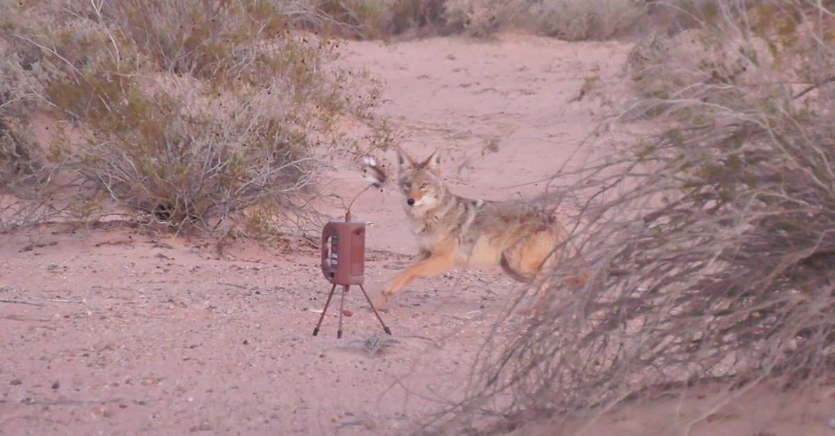 Shooting coyotes in close to the decoy is addictive.