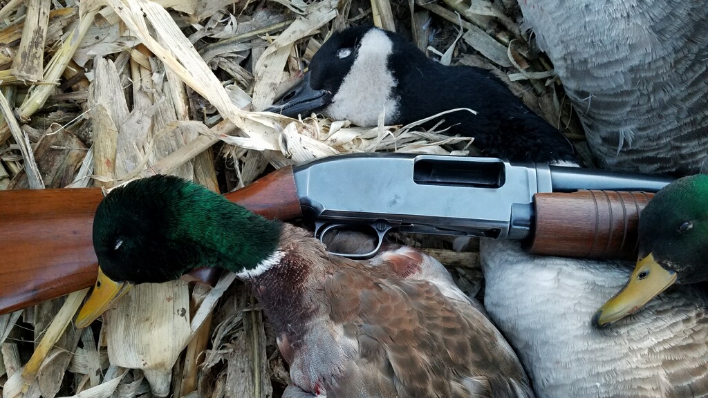 An old wooden pump shotgun beside two greenhead mallards and a Canada goose in a cornfield.