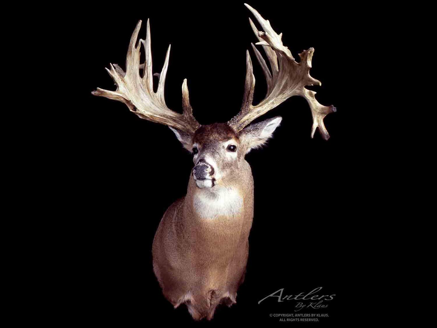 A large nontypical buck trophy on a black background.