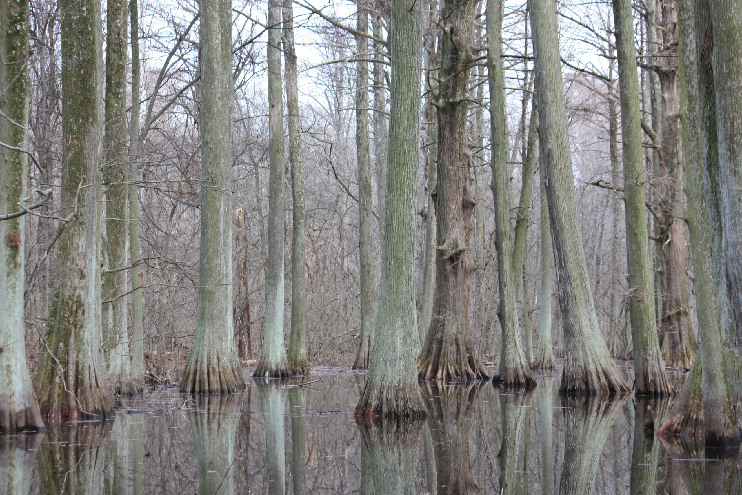 Cyprus trees on Reelfoot Lake in Tennessee, where two men were killed in January 2021.