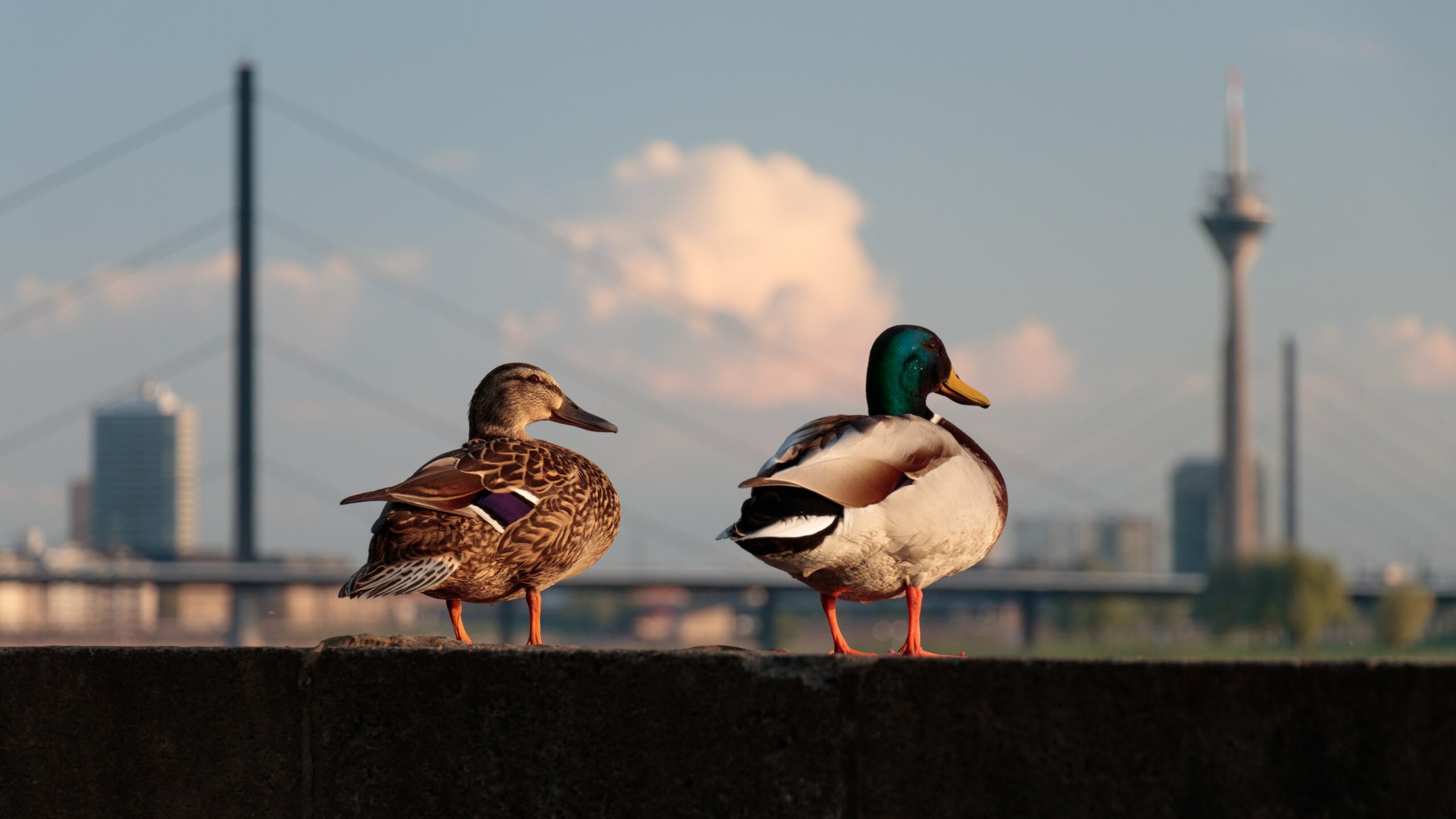 A mallard hen and drake perched on a concrete embankment near a city.