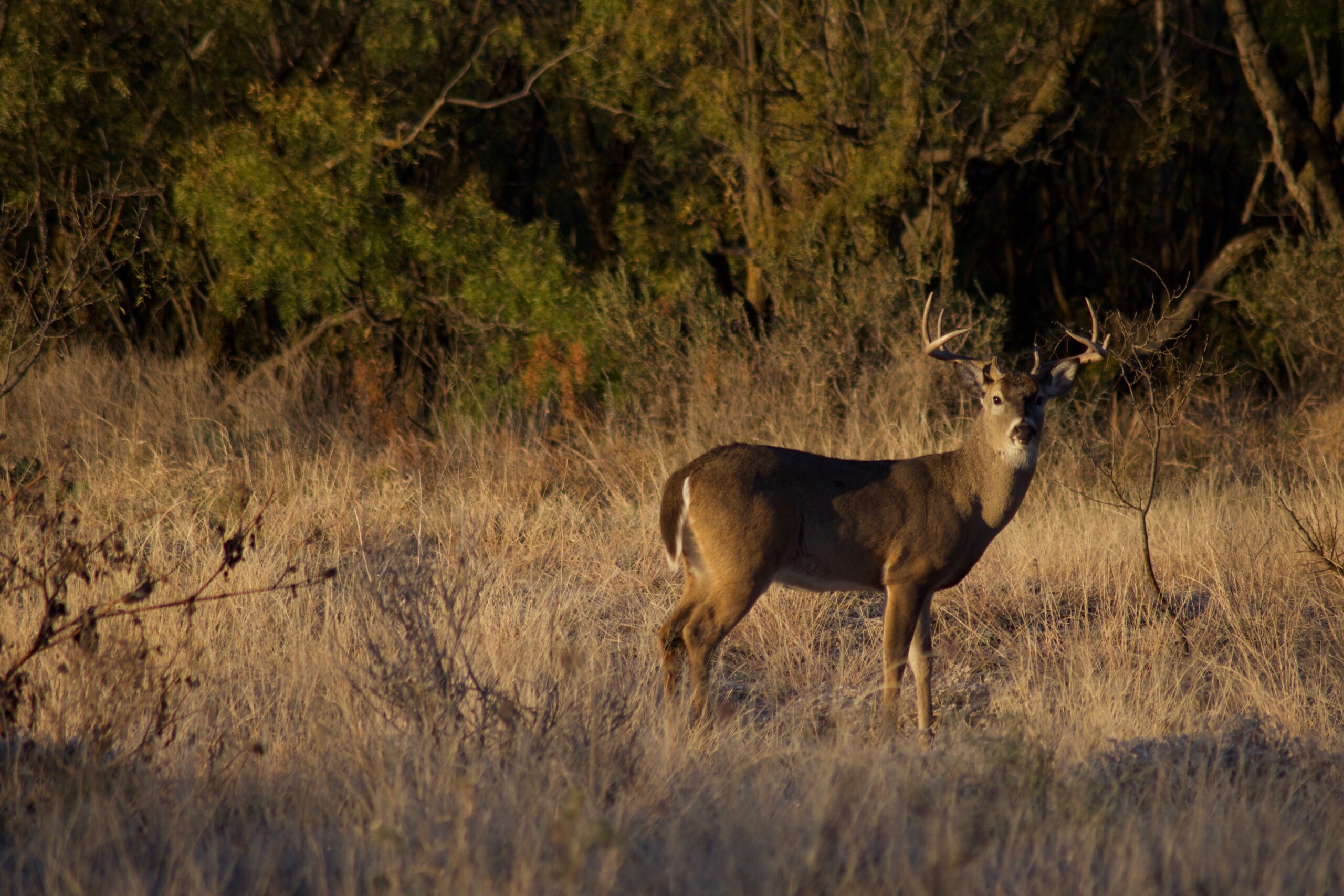 Texas has long been a top 10 B&C whitetail state.
