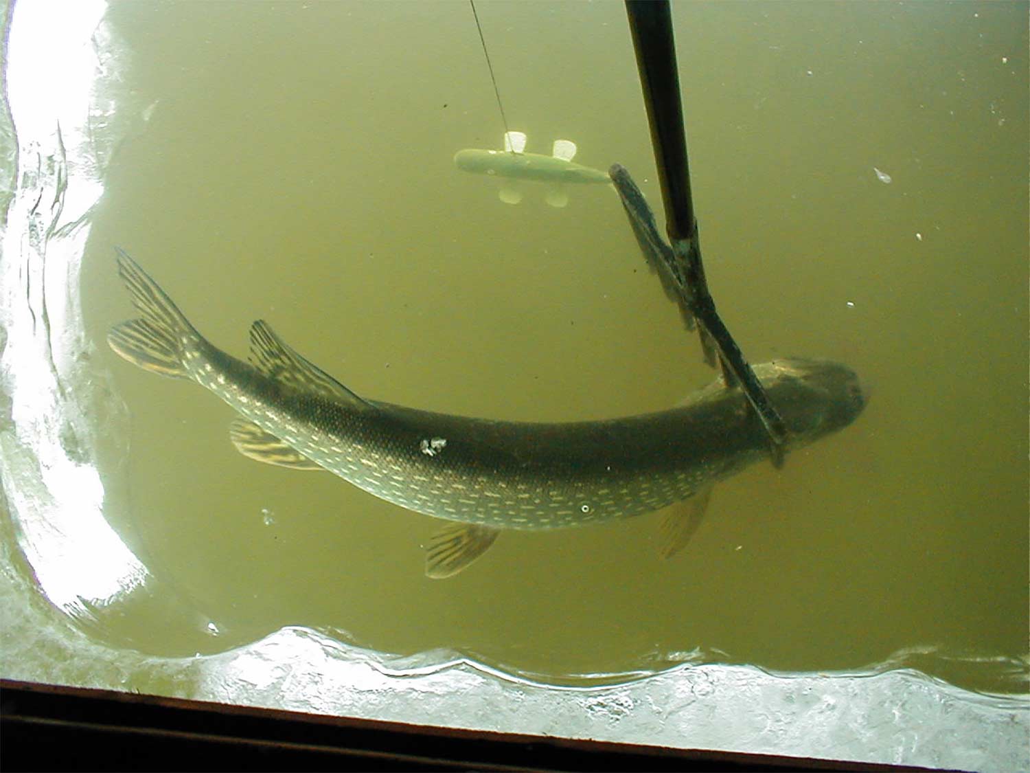 A northern pike about to be speared.